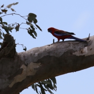 Platycercus elegans at Yarralumla, ACT - 21 Sep 2023