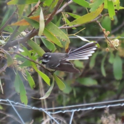 Rhipidura albiscapa (Grey Fantail) at Molonglo Valley, ACT - 21 Sep 2023 by RodDeb