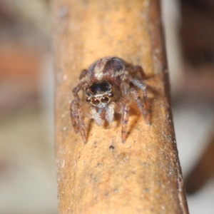 Maratus watagansi at Acton, ACT - 20 Sep 2023 12:54 PM