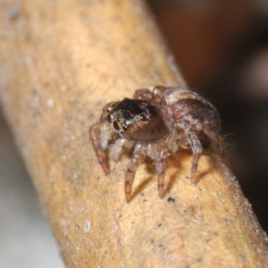 Maratus watagansi at Acton, ACT - 20 Sep 2023