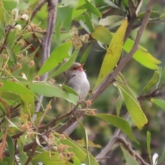 Malurus cyaneus at Molonglo Valley, ACT - 21 Sep 2023