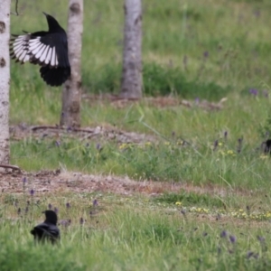 Corcorax melanorhamphos at Molonglo Valley, ACT - 21 Sep 2023