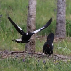 Corcorax melanorhamphos at Molonglo Valley, ACT - 21 Sep 2023