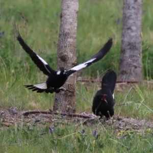 Corcorax melanorhamphos at Molonglo Valley, ACT - 21 Sep 2023