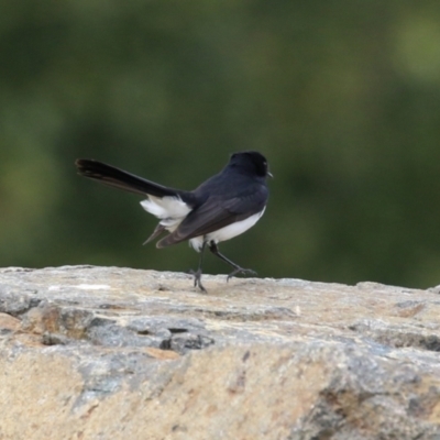 Rhipidura leucophrys (Willie Wagtail) at Molonglo Valley, ACT - 21 Sep 2023 by RodDeb