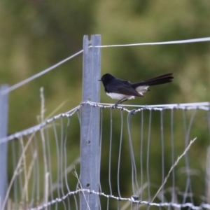 Rhipidura leucophrys at Molonglo Valley, ACT - 21 Sep 2023