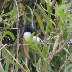 Rhipidura leucophrys at Molonglo Valley, ACT - 21 Sep 2023