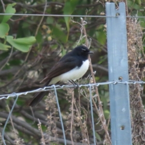 Rhipidura leucophrys at Molonglo Valley, ACT - 21 Sep 2023