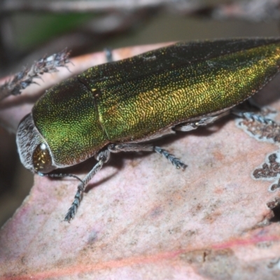 Melobasis propinqua (Propinqua jewel beetle) at Mount Jerrabomberra - 21 Sep 2023 by Harrisi