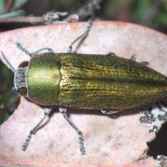 Melobasis propinqua at Jerrabomberra, NSW - 21 Sep 2023 04:17 PM