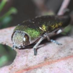 Melobasis propinqua at Jerrabomberra, NSW - 21 Sep 2023