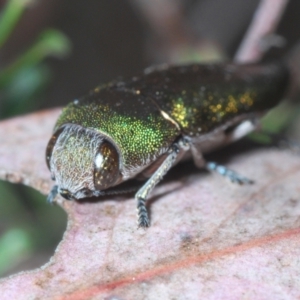 Melobasis propinqua at Jerrabomberra, NSW - 21 Sep 2023 04:17 PM