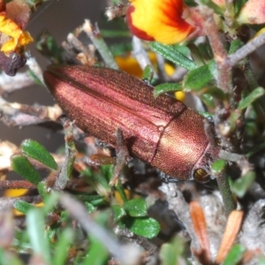 Melobasis propinqua at Jerrabomberra, NSW - 21 Sep 2023 04:17 PM