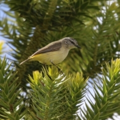 Acanthiza chrysorrhoa (Yellow-rumped Thornbill) at National Arboretum Forests - 21 Sep 2023 by RodDeb