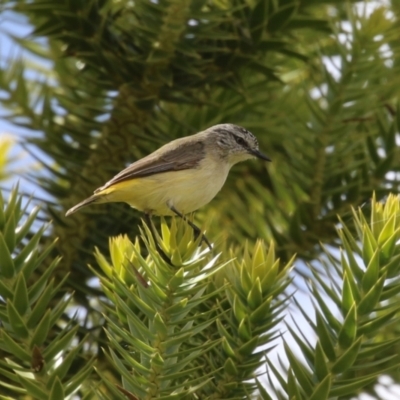 Acanthiza chrysorrhoa (Yellow-rumped Thornbill) at Molonglo Valley, ACT - 21 Sep 2023 by RodDeb