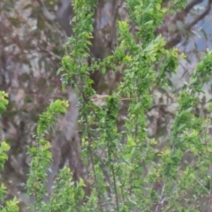 Cincloramphus mathewsi at Molonglo Valley, ACT - 21 Sep 2023