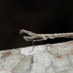 Ciulfina (genus) at Capalaba, QLD - 21 Sep 2023 11:15 AM