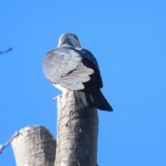 Columba leucomela (White-headed Pigeon) at Griffith, ACT - 22 Sep 2023 by BenW