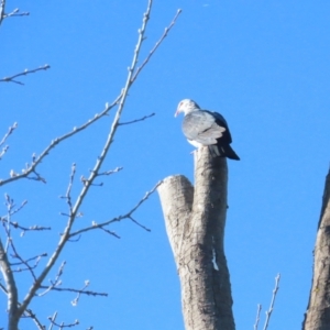 Columba leucomela at Griffith, ACT - 22 Sep 2023