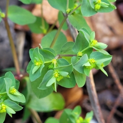 Euphorbia peplus (Petty Spurge) at Lyneham, ACT - 22 Sep 2023 by trevorpreston