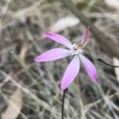 Caladenia fuscata (Dusky Fingers) at Acton, ACT - 20 Sep 2023 by PeterR