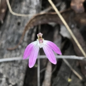 Caladenia fuscata at Acton, ACT - suppressed