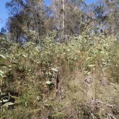 Acacia falcata (Hickory Wattle) at Buangla, NSW - 20 Sep 2023 by plants