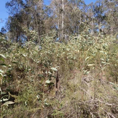 Acacia falcata (Hickory Wattle) at Buangla, NSW - 20 Sep 2023 by plants