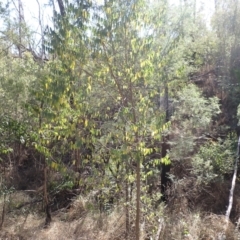 Trema tomentosa var. aspera (Native Peach) at Buangla, NSW - 21 Sep 2023 by plants