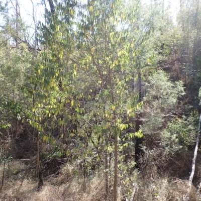 Trema tomentosa var. aspera (Native Peach) at Buangla, NSW - 21 Sep 2023 by plants
