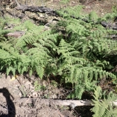 Hypolepis glandulifera (Downy Ground Fern) at Buangla, NSW - 20 Sep 2023 by plants