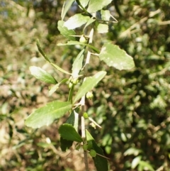 Melicytus dentatus (Tree Violet) at Buangla, NSW - 20 Sep 2023 by plants