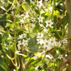 Duboisia myoporoides (Corkwood, Eye-opening Tree) at Buangla, NSW - 21 Sep 2023 by plants