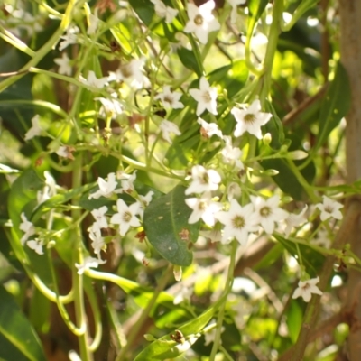 Duboisia myoporoides (Corkwood, Eye-opening Tree) at Buangla, NSW - 21 Sep 2023 by plants