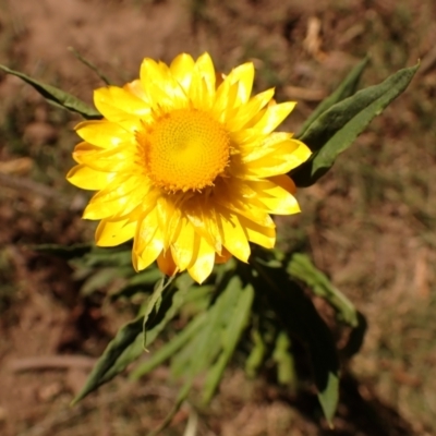 Xerochrysum bracteatum (Golden Everlasting) at Buangla, NSW - 20 Sep 2023 by plants