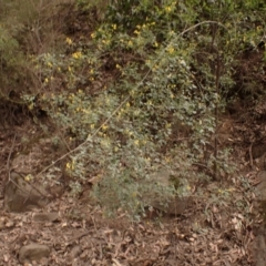 Goodia lotifolia (Golden Tip) at Buangla, NSW - 21 Sep 2023 by plants