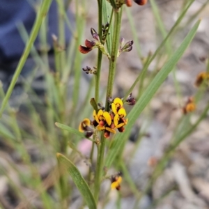 Daviesia leptophylla at Captains Flat, NSW - 21 Sep 2023