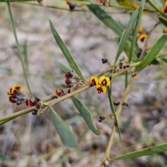 Daviesia leptophylla at Captains Flat, NSW - 21 Sep 2023