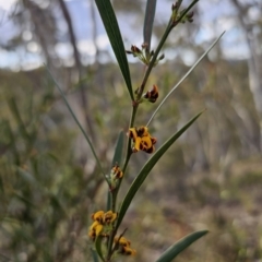 Daviesia leptophylla at Captains Flat, NSW - 21 Sep 2023