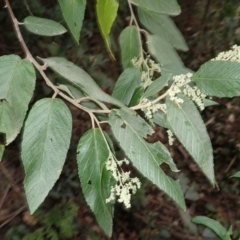 Pomaderris aspera (Hazel Pomaderris) at Bamarang, NSW - 21 Sep 2023 by plants