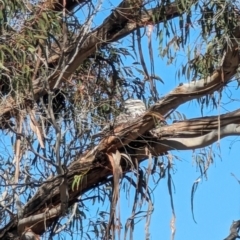 Podargus strigoides (Tawny Frogmouth) at Mawson, ACT - 22 Sep 2023 by stofbrew