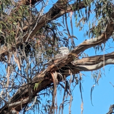 Podargus strigoides (Tawny Frogmouth) at Mawson, ACT - 22 Sep 2023 by stofbrew