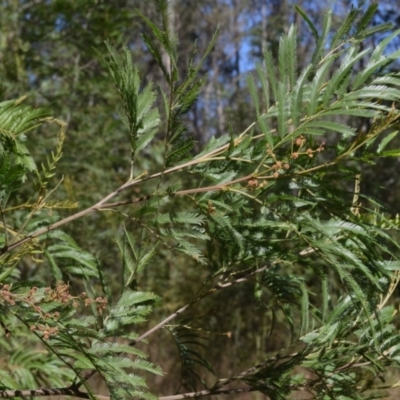 Acacia filicifolia at Buangla, NSW - 21 Sep 2023 by plants
