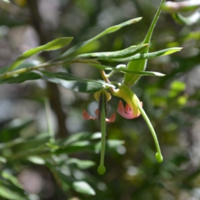 Grevillea arenaria subsp. arenaria (Nepean Spider Flower) at Buangla, NSW - 21 Sep 2023 by plants