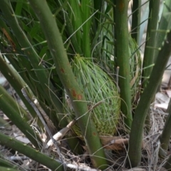 Macrozamia communis (Burrawang) at Buangla, NSW - 21 Sep 2023 by plants