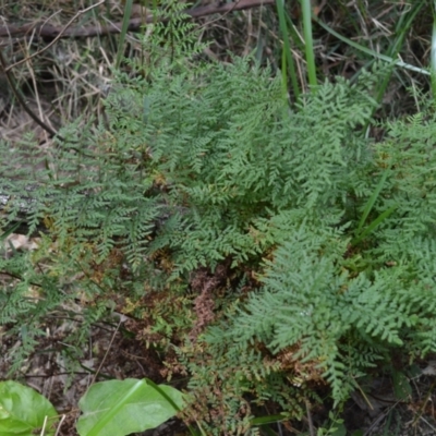 Cheilanthes austrotenuifolia (Rock Fern) at Buangla, NSW - 21 Sep 2023 by plants