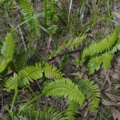 Pellaea falcata (Sickle Fern) at Buangla, NSW - 20 Sep 2023 by plants