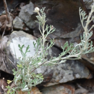 Actinotus helianthi (Flannel Flower) at Buangla, NSW - 20 Sep 2023 by plants