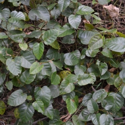 Cissus antarctica (Water Vine, Kangaroo Vine) at Buangla, NSW - 20 Sep 2023 by plants