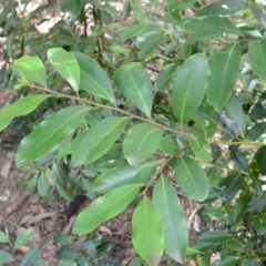 Diospyros australis (Black Plum, Yellow Persimmon, Grey Plum) at Buangla, NSW - 21 Sep 2023 by plants